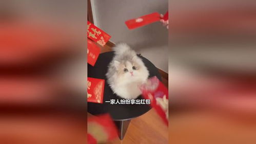 猫咪收到一堆红包的可爱表情