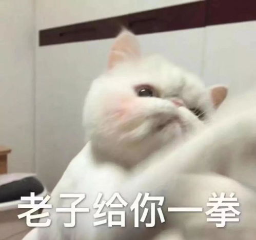 不要再给猫随便剃毛了,它真的会抑郁的