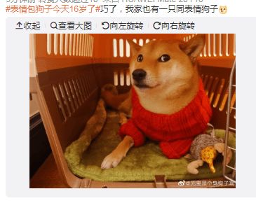 表情包狗子今天16岁了,还有人没用过dogedog的表情包嘛
