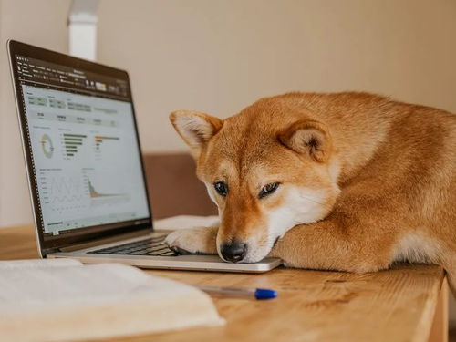 推特首席执行官主席的推特上发布他的狗的照片后飙升