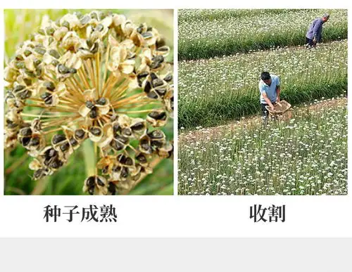 半山农韭菜籽韭.菜子茶精选男性滋补泡酒材料250克瓶