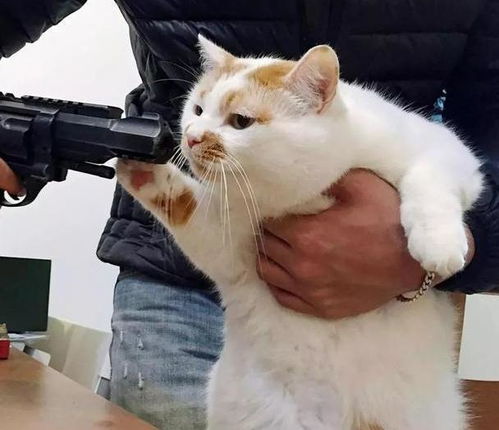 再生气,猫咪这些身体部位都不能打,个个都是要害