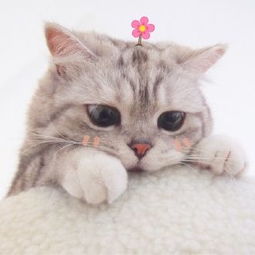 可爱猫星人卖萌头像