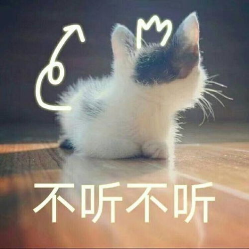 买猫时,怎么样才能选到黏人的小猫咪