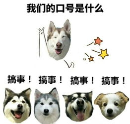 时尚潮流视频表情包首例