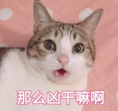 铲屎官们,该怎样帮助猫咪过冬