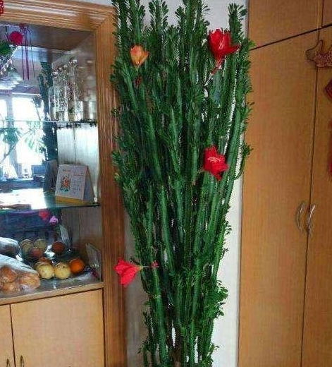 好看好养不费功夫,这种花很容易爆盆,自己在家就能养