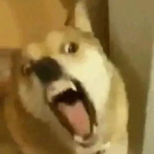 快递员专用表情包狗子