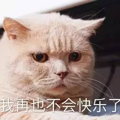 萌系表情包搞笑的小猫咪成为了表情包