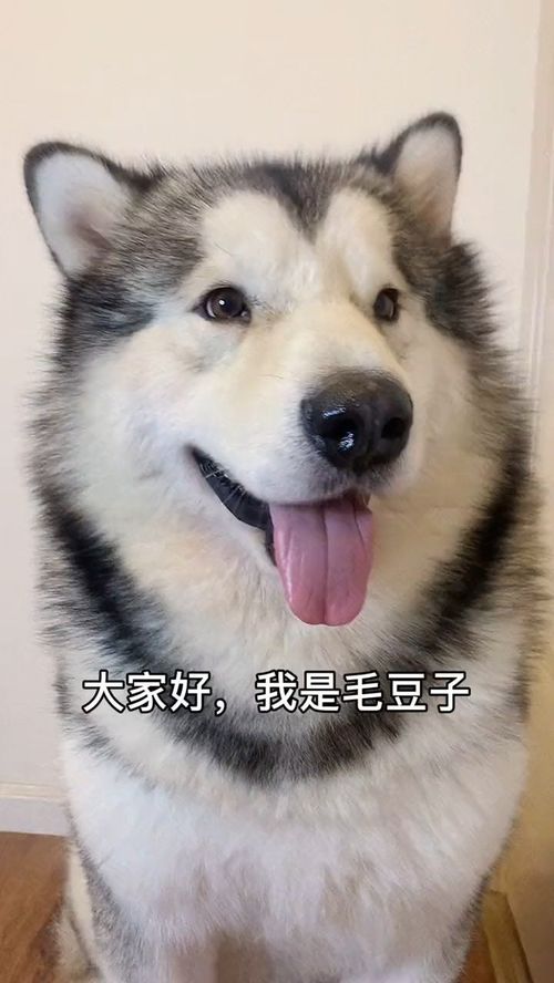 活了两年半,哥今天彻底emo了原来哥的眼睛比狗头表情包都小