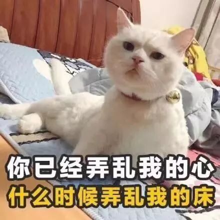 和猫睡一个被窝,是你无法拒绝的温暖