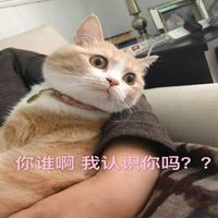网红bobi猫表情包微信头像图片大全