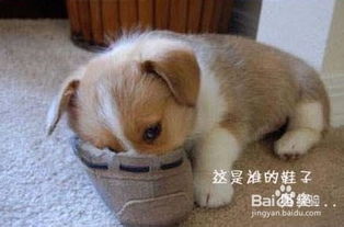 球鞋如何除臭健康又方便呢