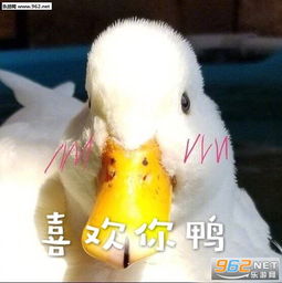 鸭子表情包图片大全来快活鸭喜欢你鸭别难过鸭表情包下载乐游网游戏下载