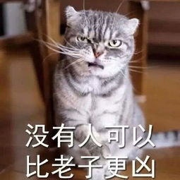 喵曾经的我叱咤风云,无所畏惧,如今的我只能暴打小毒蛇
