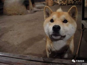 16岁表情包柴犬北登去世日本网民集体哀悼