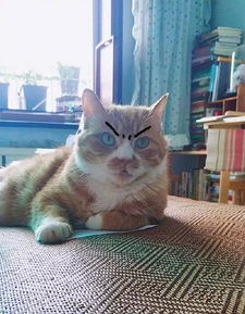 高温预警你家猫热成啥样了