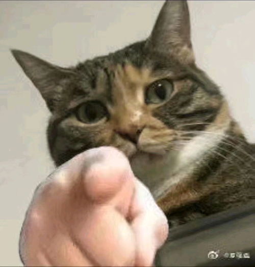群友的表情包7465