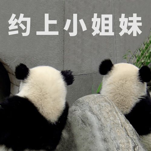 福利放送全套大熊猫表情包收好不谢
