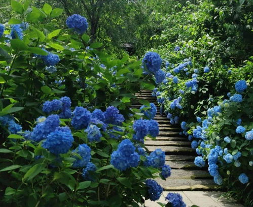 雨季日本,绣球花都开好了