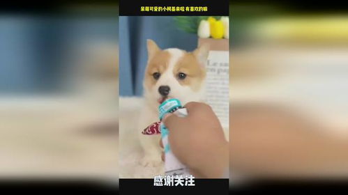呆萌可爱的小柯基来啦有喜欢的嘛