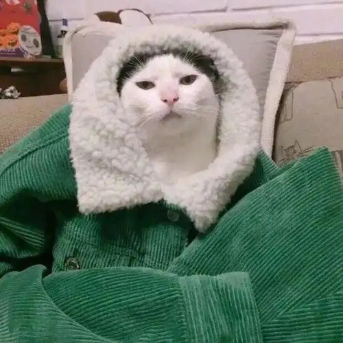猫咪伤心的三大表现