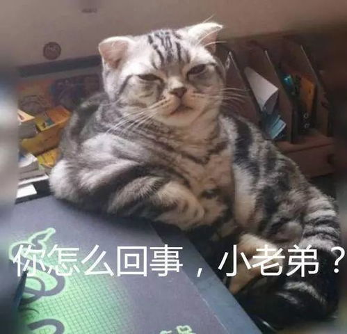 小猫老弟表情包图片