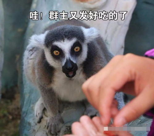 动物世界论表情包我只服它动物界的李达康