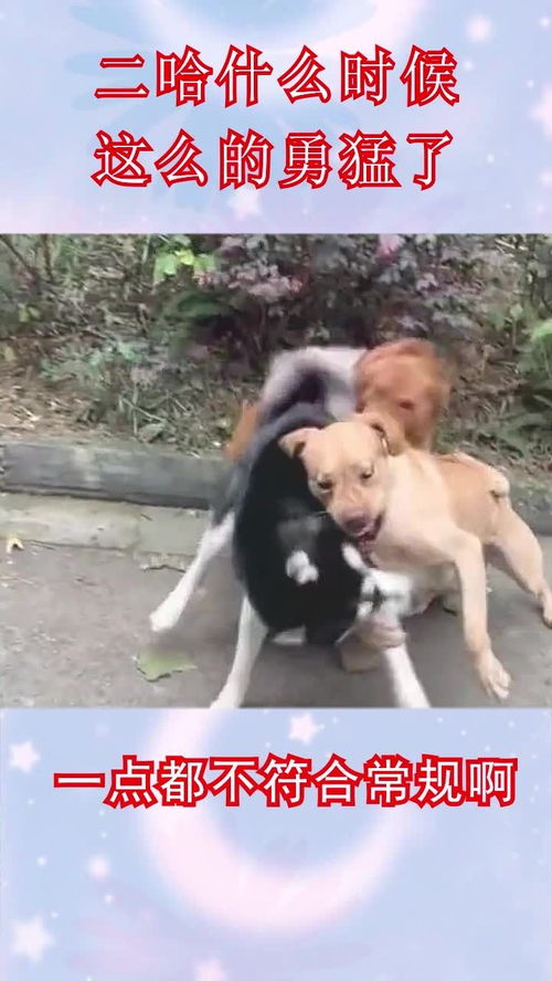 金毛今天要是不让你跪下唱征服,我就不是这条街最狠的狗子