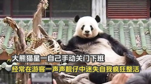 大熊猫星一,手动关门下班,经常在一声声靓仔中迷失自我疯狂整活