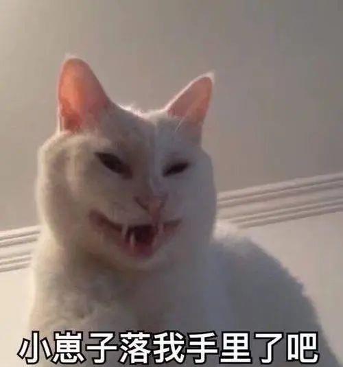 养猫的好处,你绝对想象不到