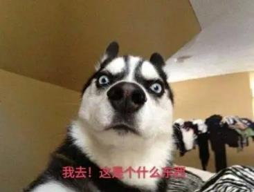 社会我哈哥,打架没赢过,吵架没输过
