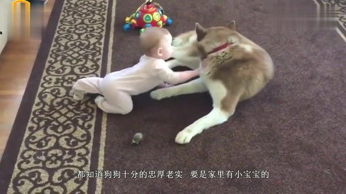 二哈被主人骗喝了柠檬汁,接下来的表情太魔性了,镜头记录全过程
