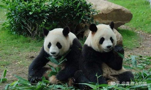 疯狂的动物表情包动物园