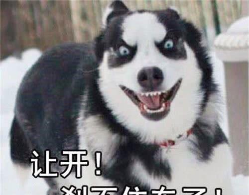 二哈第一次游泳,那举动笑喷众人是时候展现真正的技术了