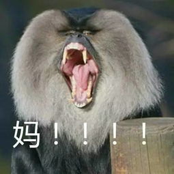 妈妈专属微信表情来了,厉害了我的妈妈