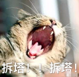 喵主子打王者荣耀,分分钟惊现表情包