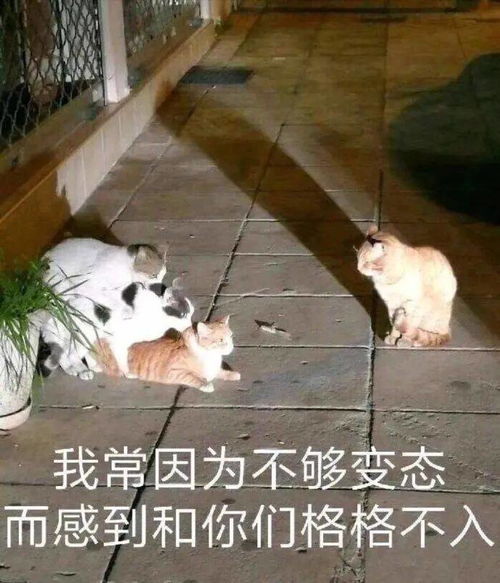 花栗鼠表情包情侣沙雕