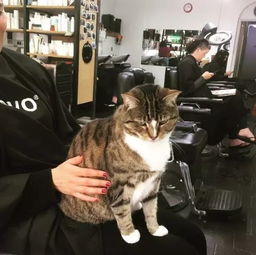 猫之所以叫招财猫从来都不是吹的,比如这只曾经流浪的虎斑猫