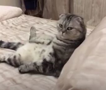 猫咪在看电视,结果却被铲屎官打扰没想到下一秒猫咪的表情变化,让网友看了都笑翻