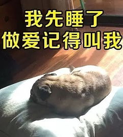 阿怪表情包第三期,狗笑得无邪,表情包疯了世界