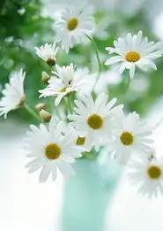 花朵头像微信中年人张百元