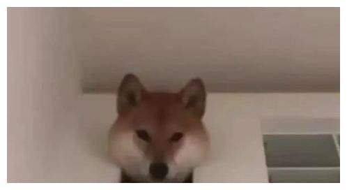 柴犬在屋檐下东躲西藏,主人找不到,一吆喝才冒头脑袋