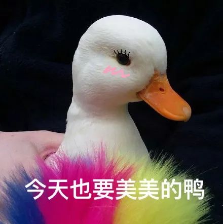 苍天鸭我又种草了12支口红