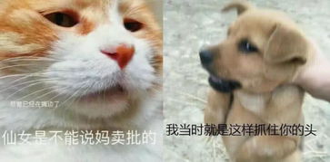 优雅式骂人表情包,见证你的塑料友情,网友张张扎心