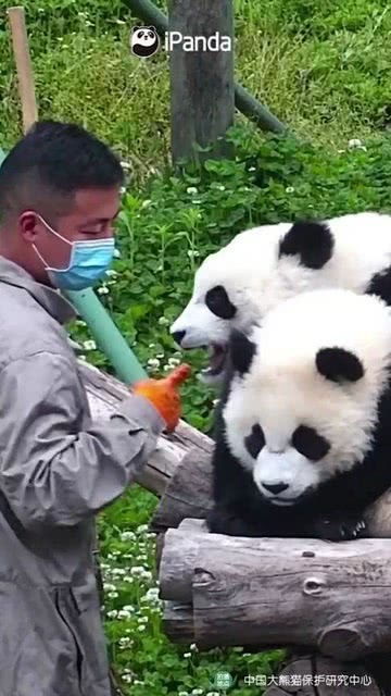 关晓彤长腿熊猫表情包拍一拍