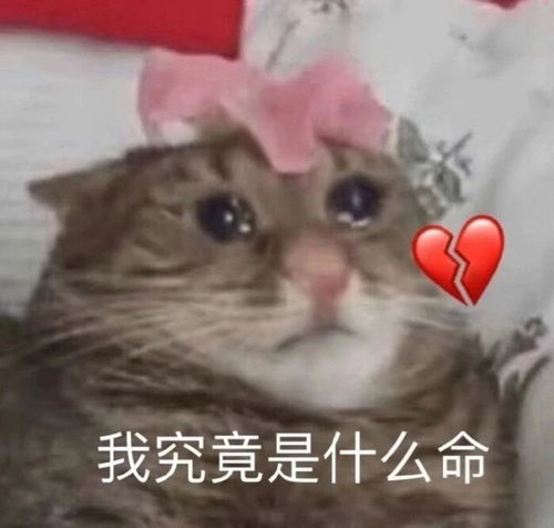 撩汉表情包男神还不投降