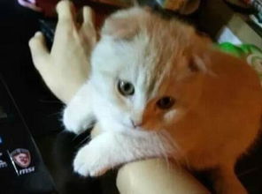 主人打游戏的时候,猫咪上前各种卖萌,主人笑称养女友不如养猫