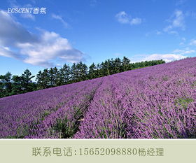 薰衣草花的头像