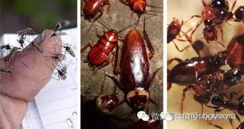 蟑螂蚂蚁蚊子已不住在我家了这个方法100见效
